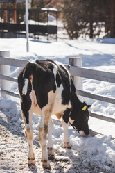 Similar image 21769606