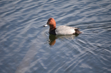 Similar image 21769884