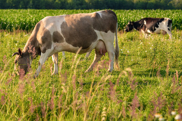 Similar image 21772025