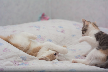 Similar image 21771685