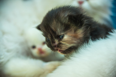 Similar image 21771697