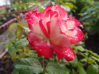 Similar image 21772217