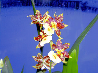 Similar image 21772574