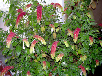 Similar image 21772601