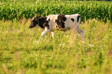 Similar image 21772363