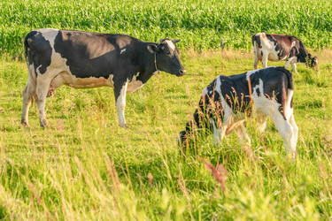 Similar image 21772364