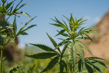 Similar image 21772406