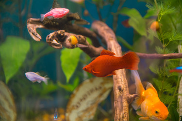 Similar image 21772439