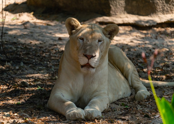 Similar image 21772810