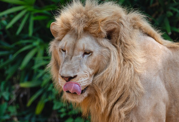 Similar image 21772821