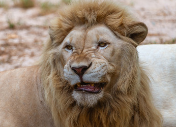 Similar image 21772823