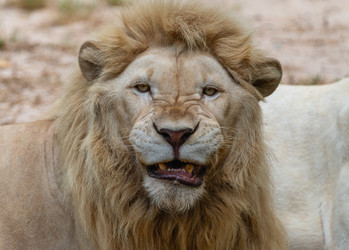 Similar image 21772824