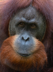 Similar image 21772828