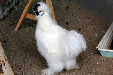 Similar image 21772977