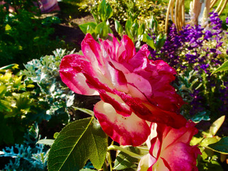 Similar image 21772854