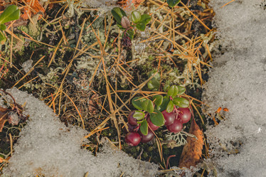 Similar image 21772909