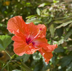 Similar image 21772926