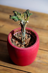 Similar image 21773892