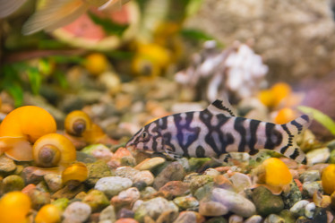 Similar image 21774210