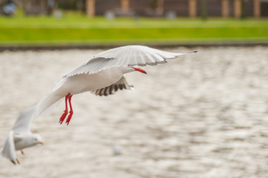 Similar image 21774228