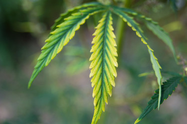 Similar image 21774231