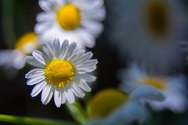 Similar image 21774238