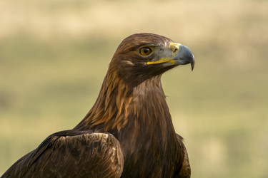 Similar image 21774256