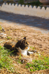 Similar image 21774261