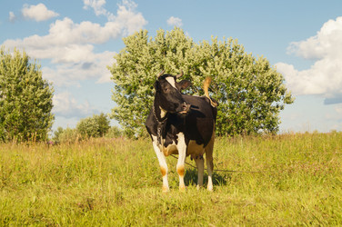 Similar image 21774262