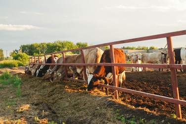 Similar image 21774272