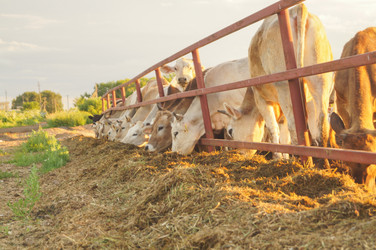 Similar image 21774273