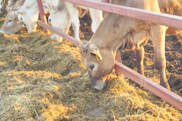 Similar image 21774281