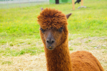 Similar image 21774348