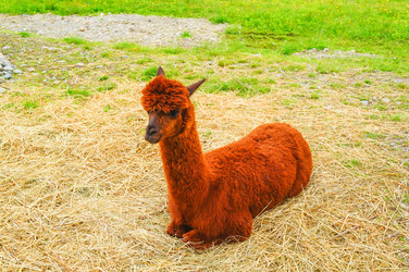 Similar image 21774349