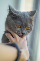 Similar image 21774380