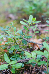 Similar image 21774382