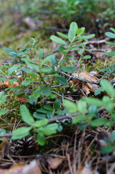 Similar image 21774384