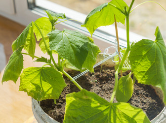 Similar image 21774399