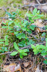 Similar image 21774411