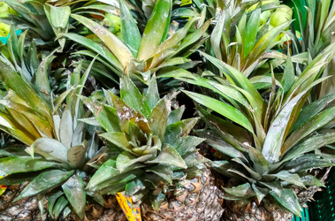 Similar image 21774461