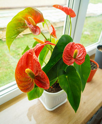 Similar image 21774480