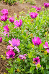 Similar image 21774595