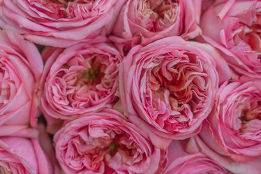 Similar image 21774796