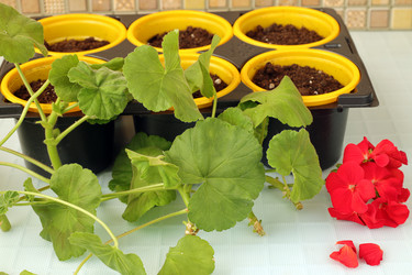 Similar image 21774906