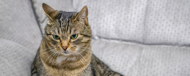 Similar image 21774927