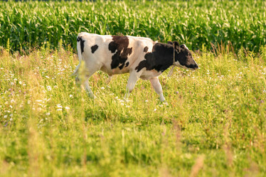 Similar image 21775278