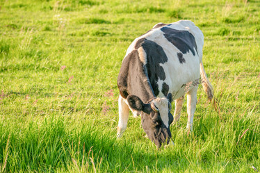 Similar image 21775280