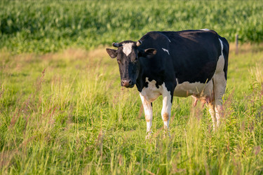 Similar image 21775282