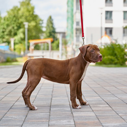 Similar image 21775588