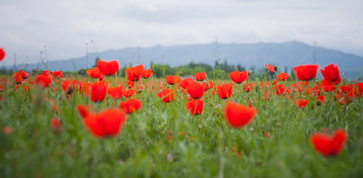 Similar image 21775825